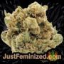 Purple Sirius Kush Auto by Flash Seeds Buds Weed Ganja Skunk Pot Reefer Dope Herb Pics Images