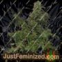 Russian Fuel Auto by Flash Seeds Cannabis Seeds For Sale at Just Feminized