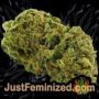 Russian Fuel Auto by Flash Seeds Buds Weed Ganja Skunk Pot Reefer Dope Herb Pics Images