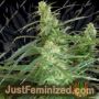 Spacer Auto by Flash Seeds Cannabis Seeds For Sale at Just Feminized