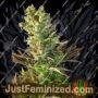 Stichs Love Potion Auto by Flash Seeds Cannabis Seeds For Sale at Just Feminized