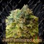 Strawberry Jam Auto by Flash Seeds Cannabis Seeds For Sale at Just Feminized