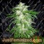 Ice Kush by Advanced Seeds Cannabis Seeds For Sale at Just Feminized