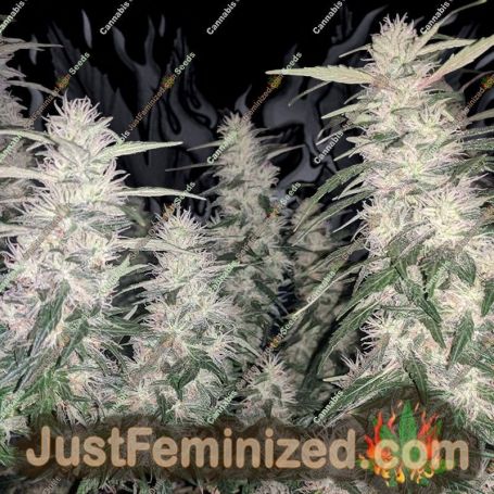Strawberry Mango Haze Auto by Flash Seeds Cannabis Seeds For Sale at Just Feminized