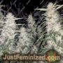 Strawberry Mango Haze Auto by Flash Seeds Cannabis Seeds For Sale at Just Feminized