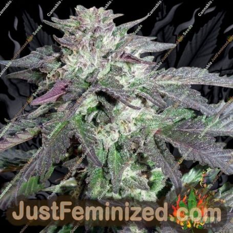 Cherry Pie by Flavour Chasers Cannabis Seeds For Sale at Just Feminized