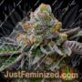 Cookie Dough by Flavour Chasers Cannabis Seeds For Sale at Just Feminized