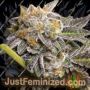Do Si Dos by Flavour Chasers Cannabis Seeds For Sale at Just Feminized