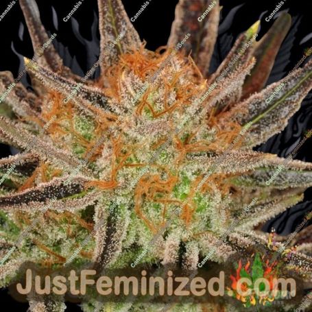 Grand Daddy Banner by Flavour Chasers Cannabis Seeds For Sale at Just Feminized