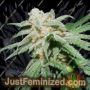 Grapefruit Tangie by Flavour Chasers Cannabis Seeds For Sale at Just Feminized