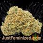 Grapefruit Tangie by Flavour Chasers Buds Weed Ganja Skunk Pot Reefer Dope Herb Pics Images