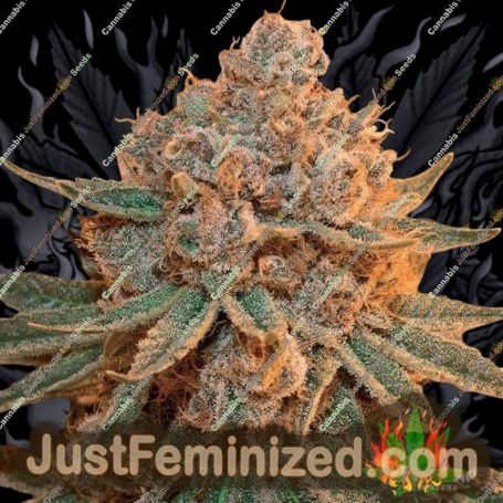 Maple Syrup by Flavour Chasers Cannabis Seeds For Sale at Just Feminized