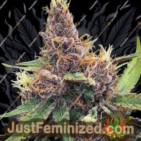 Purple Urkle by Flavour Chasers Cannabis Seeds For Sale at Just Feminized