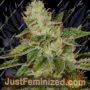 WIFI by Flavour Chasers Cannabis Seeds For Sale at Just Feminized