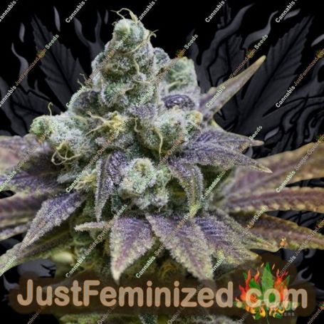 Zkittlez by Flavour Chasers Cannabis Seeds For Sale at Just Feminized