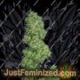 Dame Blanche by Flying Dutchmen Cannabis Seeds For Sale at Just Feminized
