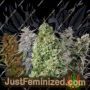 Mixed by Flying Dutchmen Cannabis Seeds For Sale at Just Feminized