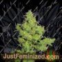 Flying Dragon by Flying Dutchmen Cannabis Seeds For Sale at Just Feminized