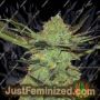 G Force by Flying Dutchmen Cannabis Seeds For Sale at Just Feminized