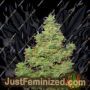 Voyager by Flying Dutchmen Cannabis Seeds For Sale at Just Feminized