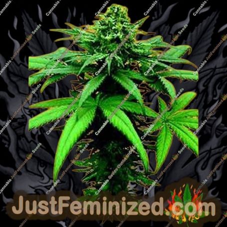 A Little Kushy Auto by Freedom of Seeds Cannabis Seeds For Sale at Just Feminized
