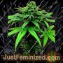 A Little Kushy Auto by Freedom of Seeds Cannabis Seeds For Sale at Just Feminized