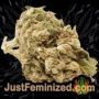 A Little Kushy Auto by Freedom of Seeds Buds Weed Ganja Skunk Pot Reefer Dope Herb Pics Images
