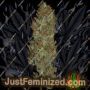 Blue Angel by Freedom of Seeds Cannabis Seeds For Sale at Just Feminized