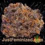 Blue Angel by Freedom of Seeds Buds Weed Ganja Skunk Pot Reefer Dope Herb Pics Images