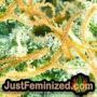 Blue Angel by Freedom of Seeds THC CBD Close Up Trichomes Potency Yield Indica Sativa Strain Pic Images