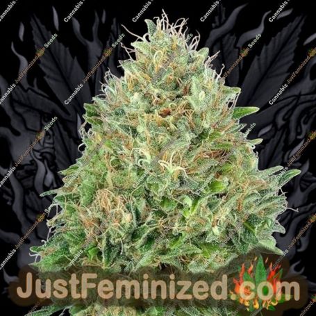 Pineapple Glue by Advanced Seeds Cannabis Seeds For Sale at Just Feminized