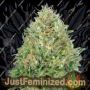 Pineapple Glue by Advanced Seeds Cannabis Seeds For Sale at Just Feminized