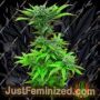 Crystal Dwarf Auto by Freedom of Seeds Cannabis Seeds For Sale at Just Feminized