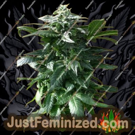 Diesel Devil Auto by Freedom of Seeds Cannabis Seeds For Sale at Just Feminized