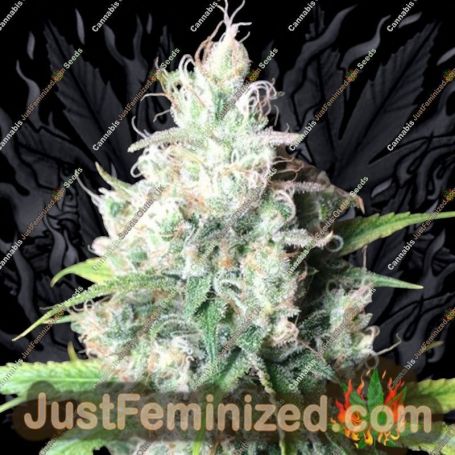 Dieselicious by Freedom of Seeds Cannabis Seeds For Sale at Just Feminized