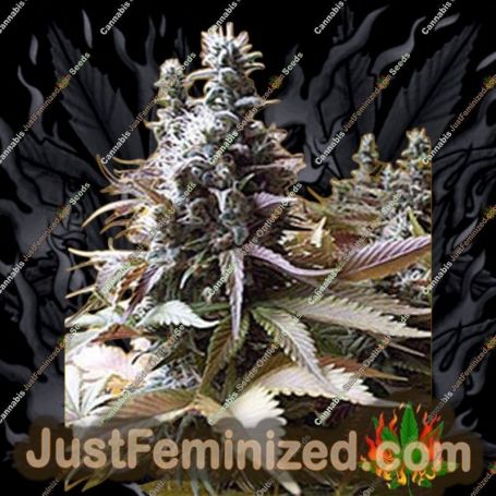 Godberry by Freedom of Seeds Cannabis Seeds For Sale at Just Feminized