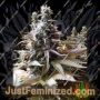 Godberry by Freedom of Seeds Cannabis Seeds For Sale at Just Feminized