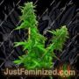 Guerrilla Ryder Auto by Freedom of Seeds Cannabis Seeds For Sale at Just Feminized