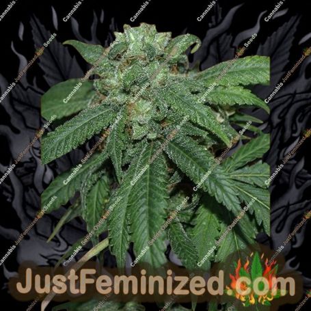 Hash Lover by Freedom of Seeds Cannabis Seeds For Sale at Just Feminized