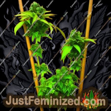 Easy Cheese Auto by Freedom of Seeds Cannabis Seeds For Sale at Just Feminized