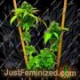 Easy Cheese Auto by Freedom of Seeds Cannabis Seeds For Sale at Just Feminized