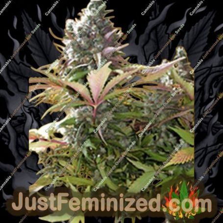 Mighty Grape by Freedom of Seeds Cannabis Seeds For Sale at Just Feminized