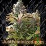 Mighty Grape by Freedom of Seeds Cannabis Seeds For Sale at Just Feminized