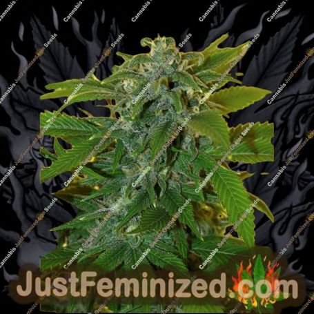 Romberry by Freedom of Seeds Cannabis Seeds For Sale at Just Feminized