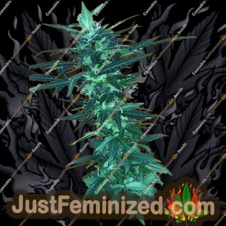 Short Nepali Auto by Freedom of Seeds Cannabis Seeds For Sale at Just Feminized