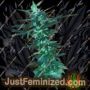 Short Nepali Auto by Freedom of Seeds Cannabis Seeds For Sale at Just Feminized