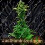 White Goblin Auto by Freedom of Seeds Cannabis Seeds For Sale at Just Feminized