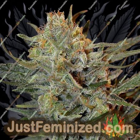 Amnesia Lemon Kush by Garden of Green Cannabis Seeds For Sale at Just Feminized