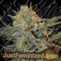 Amnesia Lemon Kush by Garden of Green Cannabis Seeds For Sale at Just Feminized