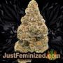 Amnesia Lemon Kush by Garden of Green Buds Weed Ganja Skunk Pot Reefer Dope Herb Pics Images